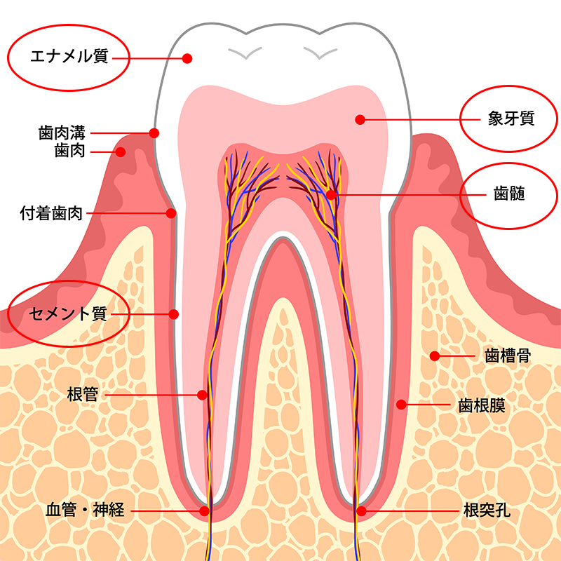 いちょう通り歯科こども歯科の虫歯治療